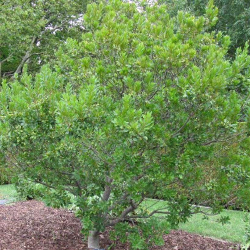 Myrique de Pennsylvanie - Myrica pensylvanica (Port)