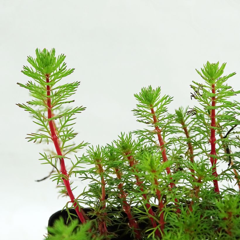 Myriophyllum brasiliense - Myriophylle aquatique (Feuillage)