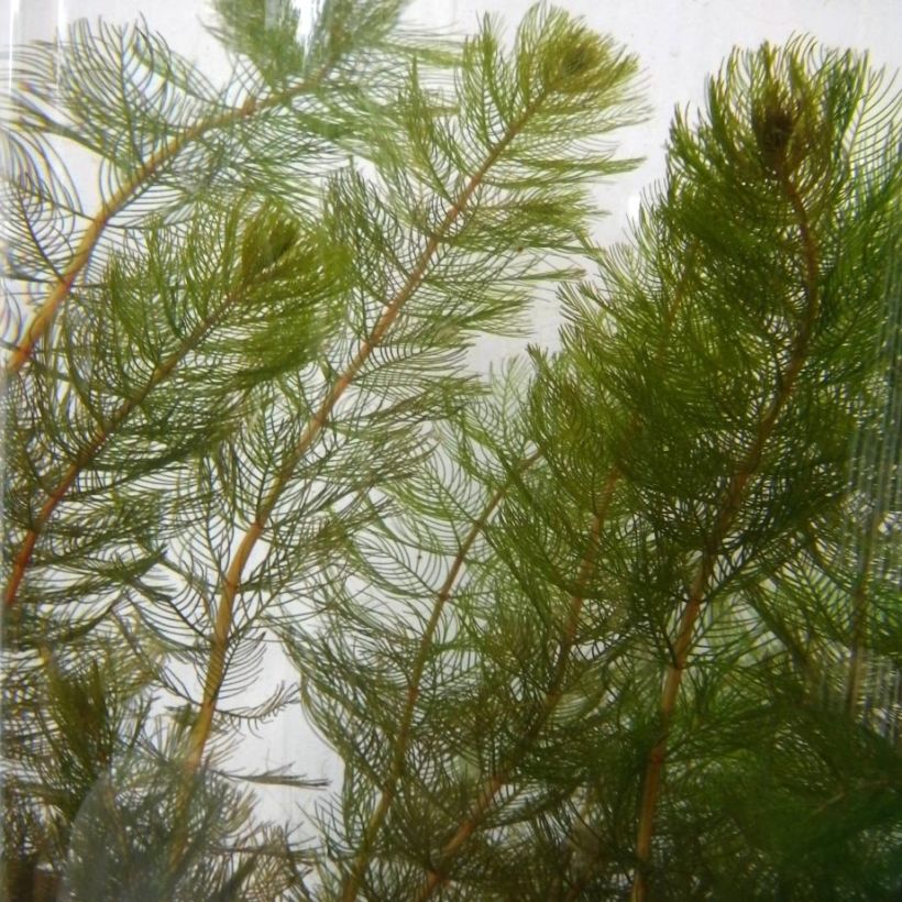 Myriophyllum spicatum - Myriophylle en épis (Feuillage)