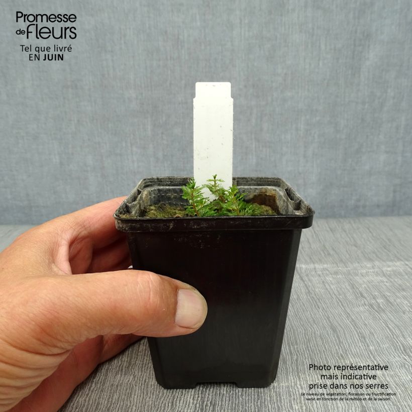 Spécimen de Myriophyllum spicatum - Myriophylle en épis Godet de 8/9 cm tel que livré en été
