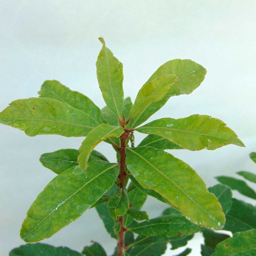 Myrique de Pennsylvanie - Myrica pensylvanica (Feuillage)