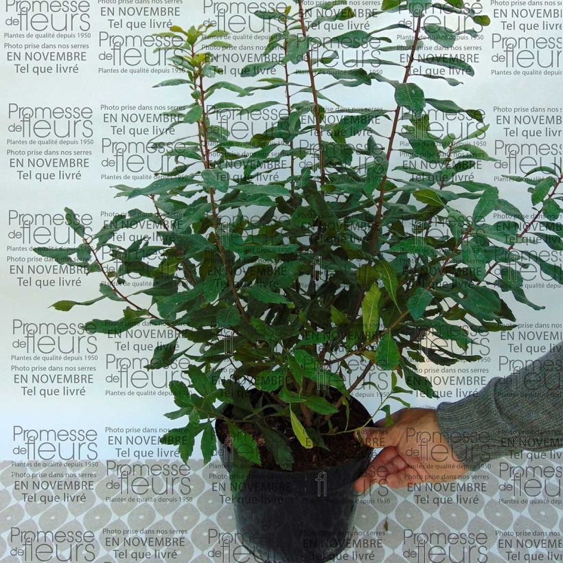 Exemple de spécimen de Myrique de Pennsylvanie - Myrica pensylvanica 50/60cm en pot de 3,5L tel que livré