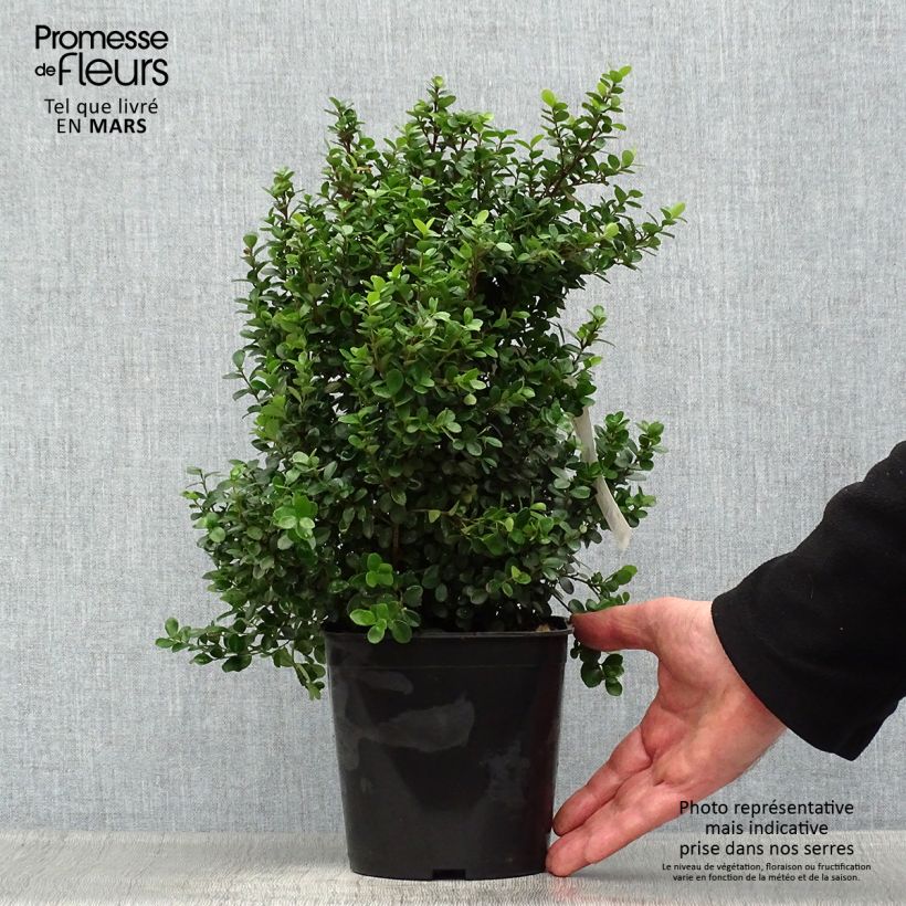 Spécimen de Myrsine africana - Buis africain Pot de 2L/3L tel que livré au printemps