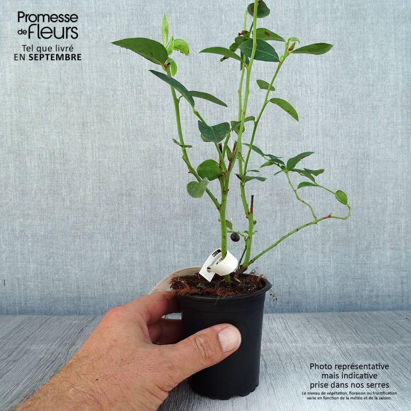 Spécimen de Myrtille d'Amérique - Vaccinium corymbosum Berkeley Godet de 8/9 cm tel que livré en été