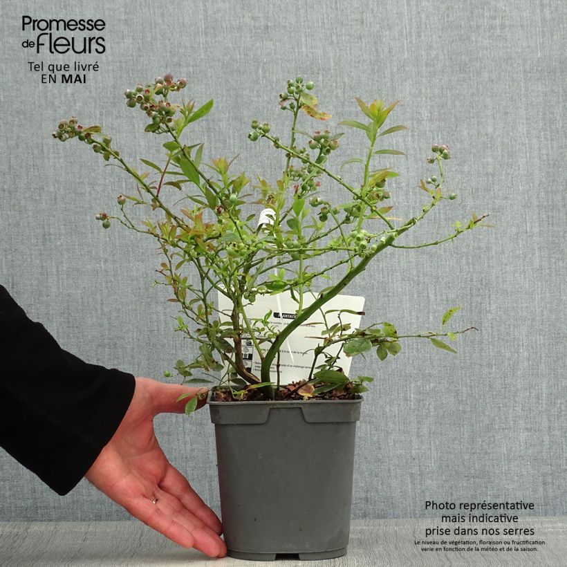 Spécimen de Myrtille d'Amérique - Vaccinium corymbosum Blue Pearl en pot de 2l/3l tel que livré au printemps