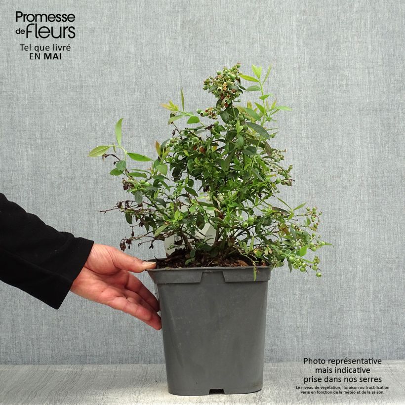 Spécimen de Myrtille d'Amérique - Vaccinium corymbosum Blue Pearl en pot de 4l/5l tel que livré au printemps