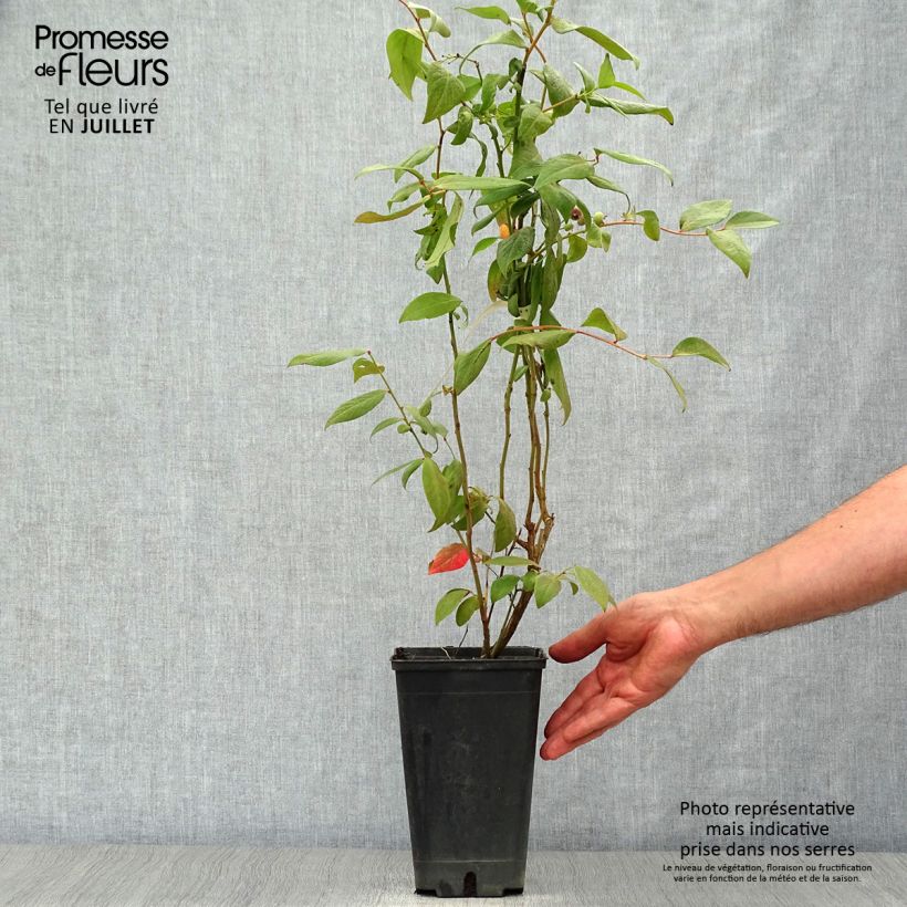 Spécimen de Myrtille d'Amérique - Vaccinium corymbosum Brigitta Pot de 1L/1,5L, Buisson tel que livré en été