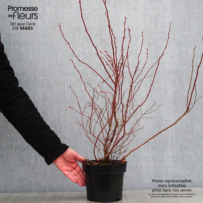 Spécimen de Myrtille d'Amérique - Vaccinium corymbosum Brigitta tel que livré en hiver