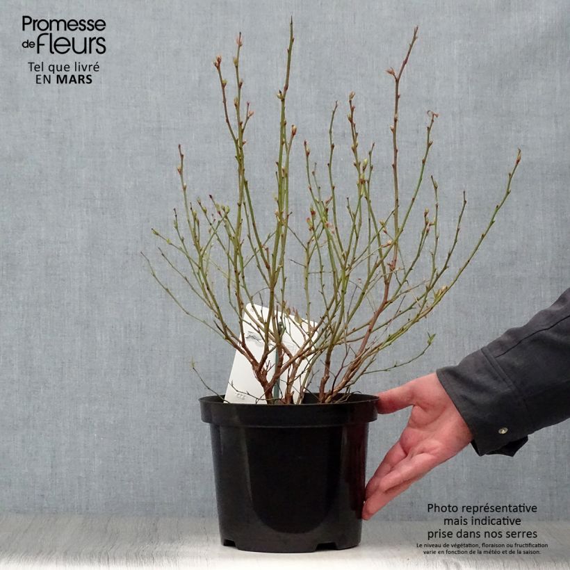 Spécimen de Myrtille d'Amérique - Vaccinium corymbosum Brigitta en pot de 1.5/2L tel que livré au printemps
