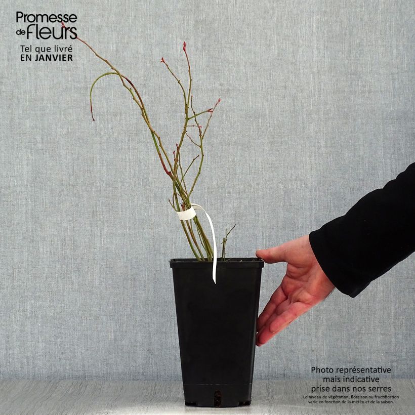 Spécimen de Myrtille d'Amérique - Vaccinium corymbosum Ivanhoe tel que livré en hiver