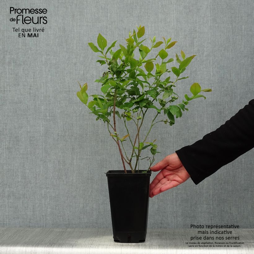 Spécimen de Myrtille d'Amérique - Vaccinium corymbosum Ivanhoe en pot de 1.5L/2L tel que livré au printemps