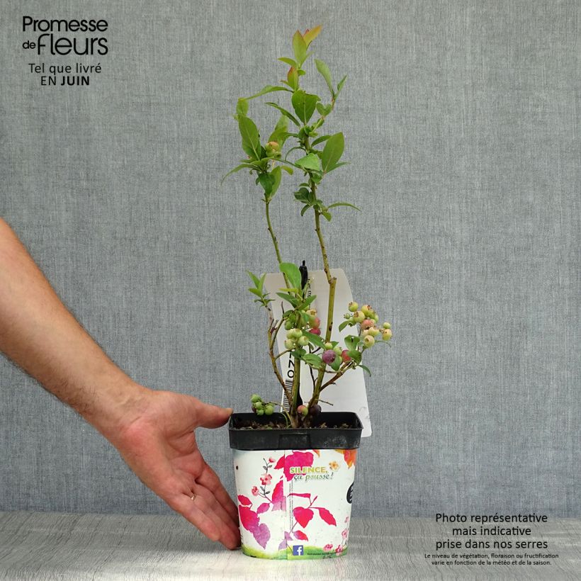 Spécimen de Myrtille d'Amérique - Vaccinium corymbosum Spartan Pot de 2L/3L tel que livré en été