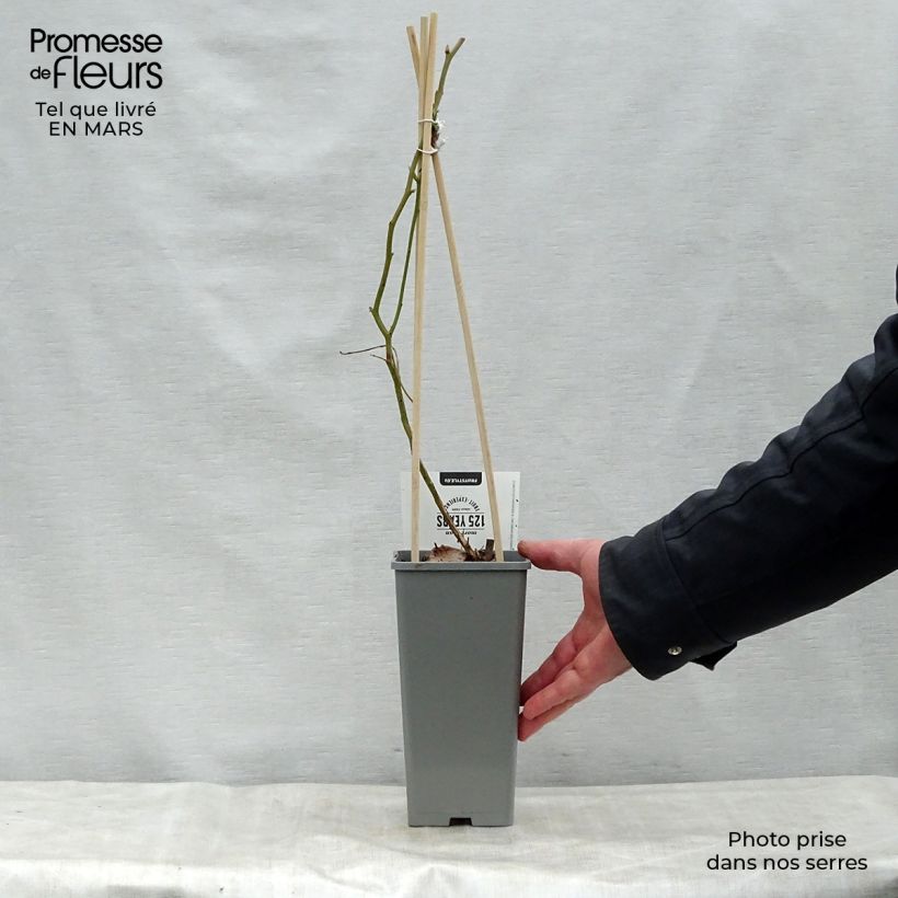 Spécimen de Myrtillier Blue Gold - Vaccinum corymbosum Pot de 1.5L/2L tel que livré au printemps