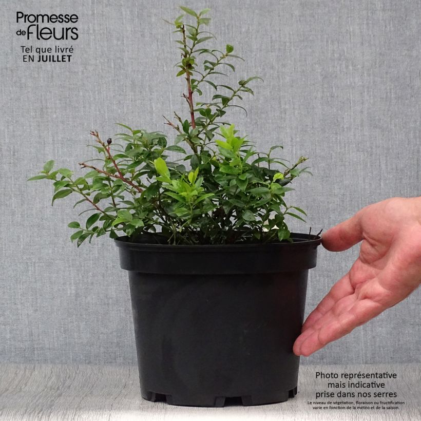 Spécimen de Myrtillier Brazelberry Berrybux - Vaccinum angustifolium Pot de 10 cm/11cm tel que livré en été