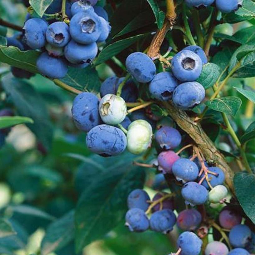 Myrtillier Brigitta Blue Bio (Récolte)