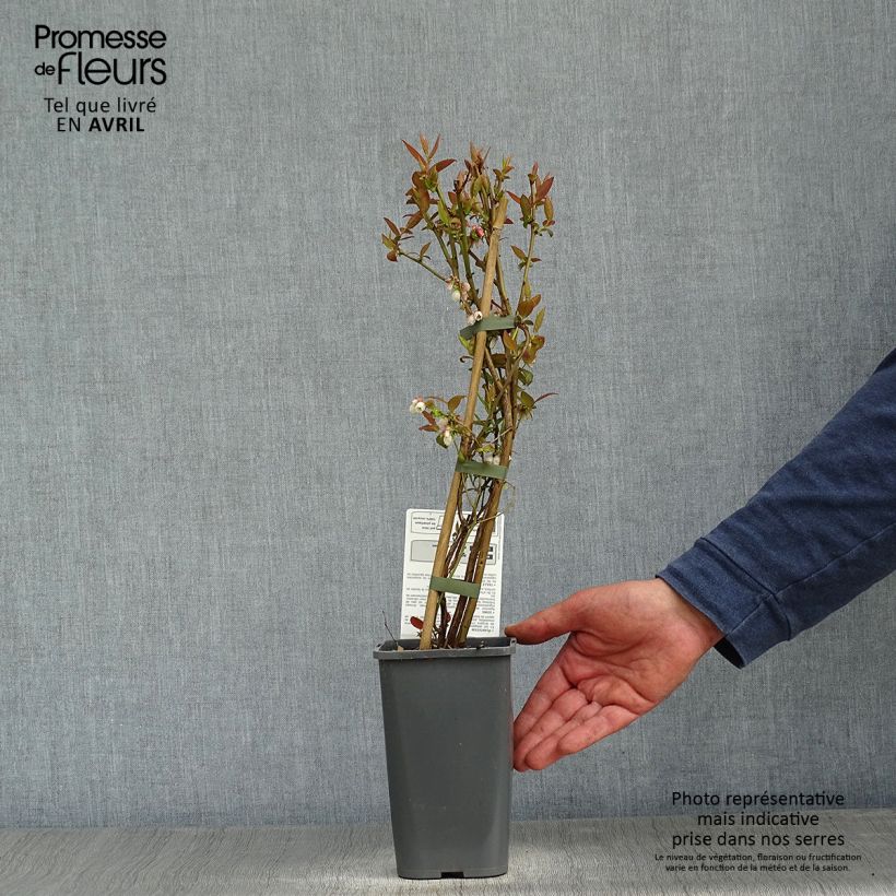 Spécimen de Myrtillier Brigitta Blue Bio Pot de 1,5L tel que livré au printemps