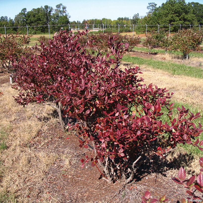 Myrtillier Cabernet Splash (Port)