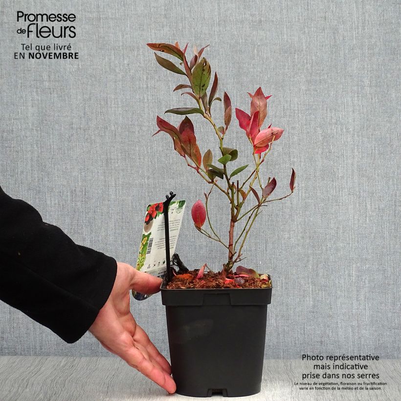Spécimen de Myrtillier Chandler - Vaccinium corymbosum tel que livré en automne