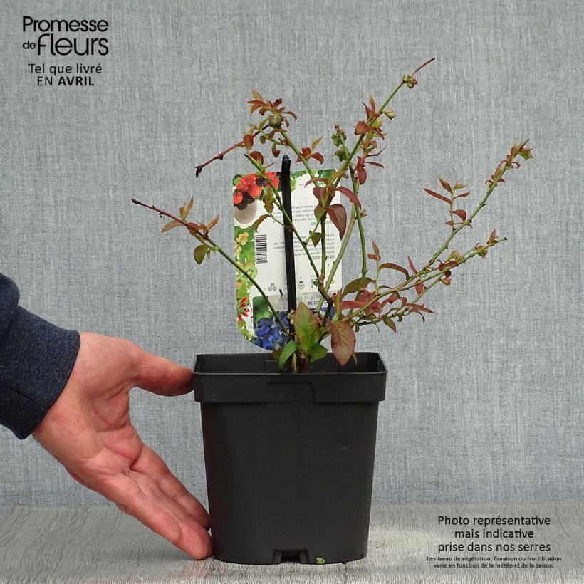 Spécimen de Myrtillier Chandler - Vaccinium corymbosum en pot de 2L tel que livré au printemps