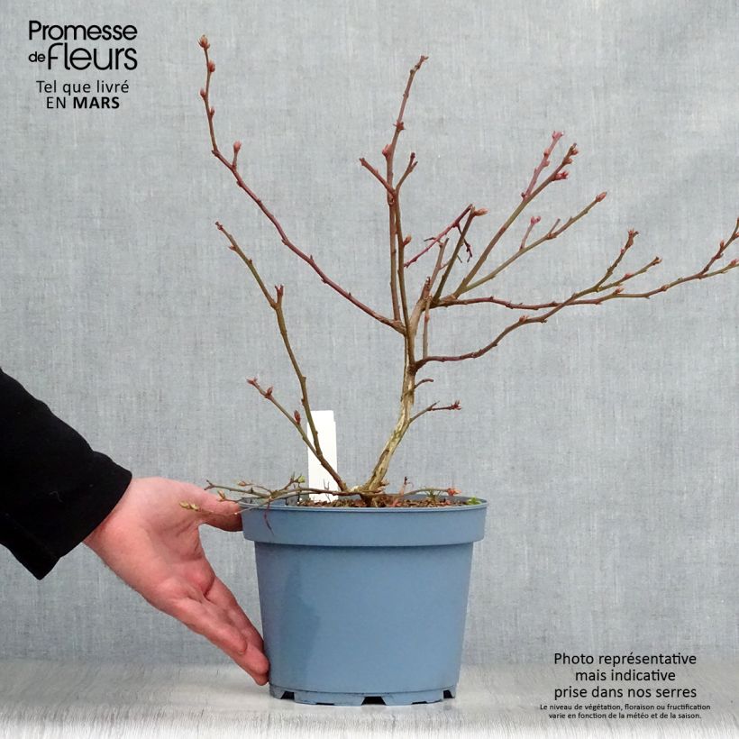 Spécimen de Myrtillier Flamingo - Vaccinium corymbosum Pot de 1.5L/2L tel que livré au printemps