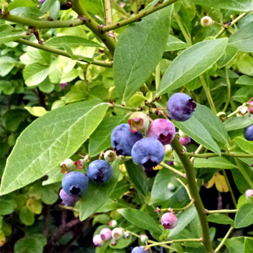 Myrtille Goldtraube - Vaccinium corymbosum (Floraison)