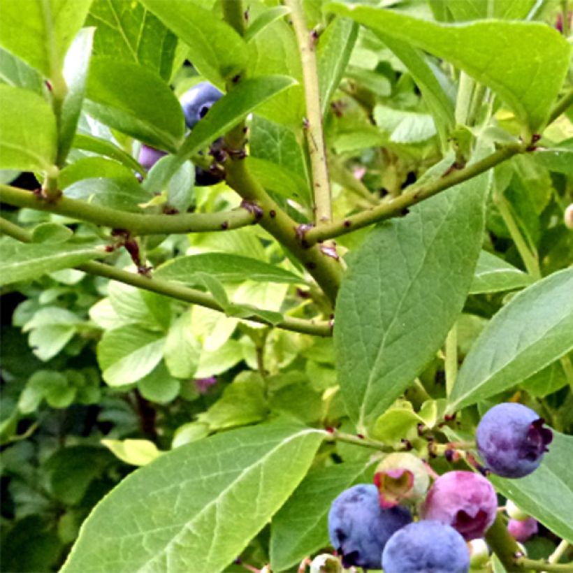 Myrtille Goldtraube - Vaccinium corymbosum (Récolte)