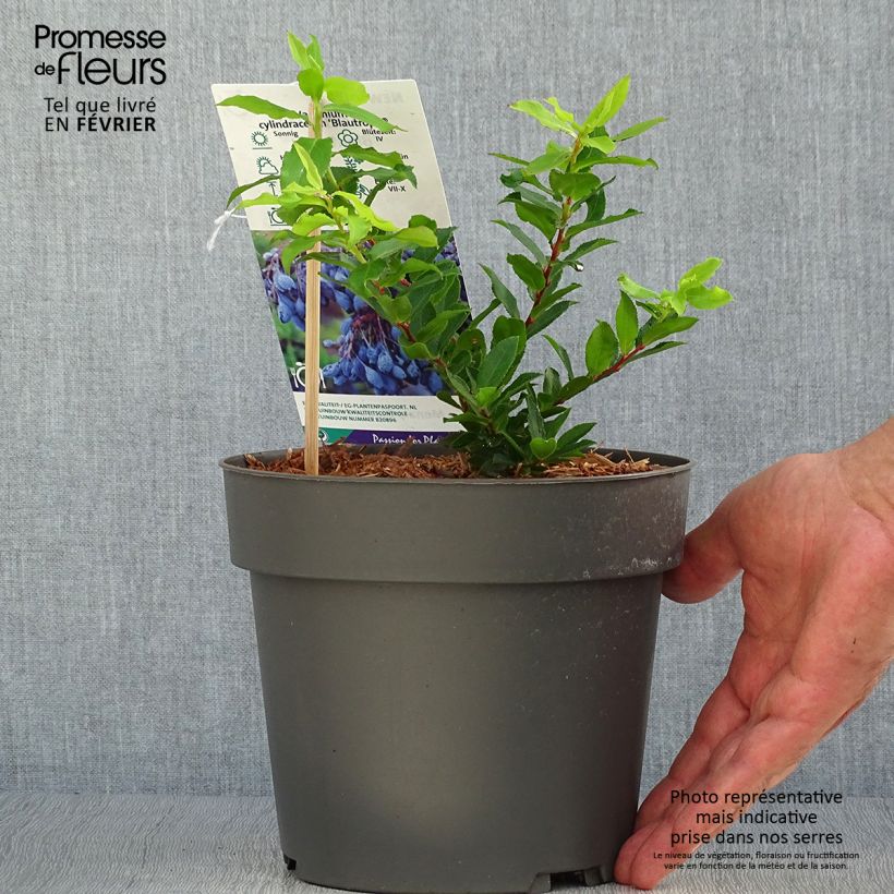 Spécimen de Myrtillier Goutte Bleue® (Blautropf) - Vaccinum cylindraceum Pot de 1,5L/2L, Touffe tel que livré en automne