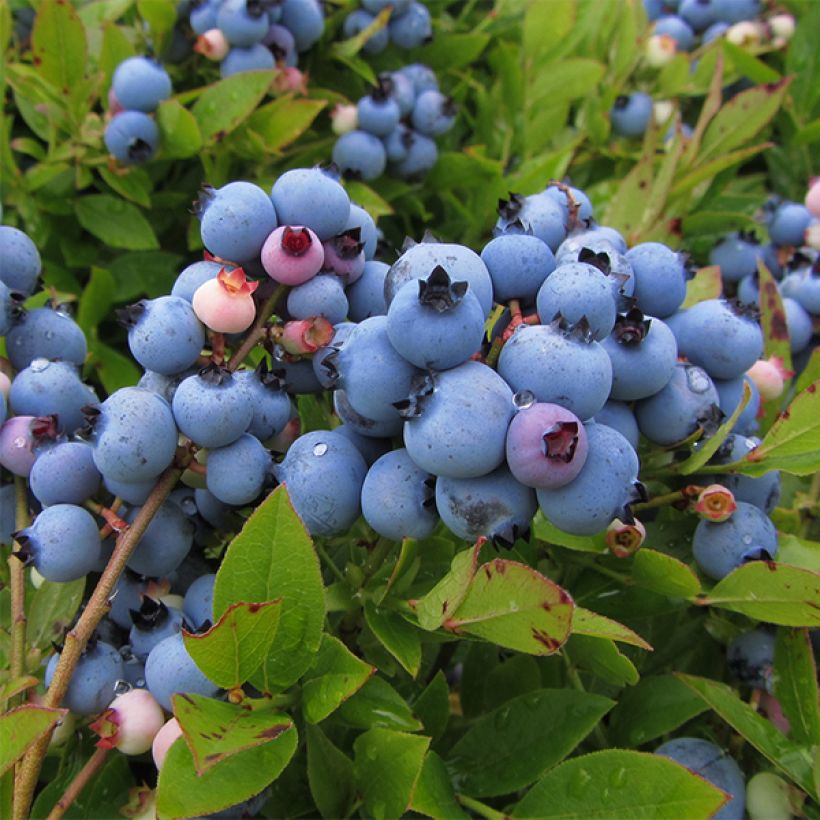 Myrtillier Jersey - Vaccinium corymbosum (Récolte)