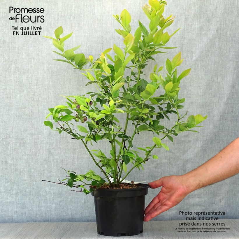 Spécimen de Myrtillier Jersey - Vaccinium corymbosum tel que livré en ete