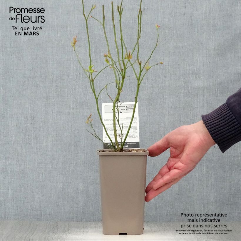 Spécimen de Myrtillier Patriot - Vaccinum corymbosum Pot de 1,5L tel que livré au printemps