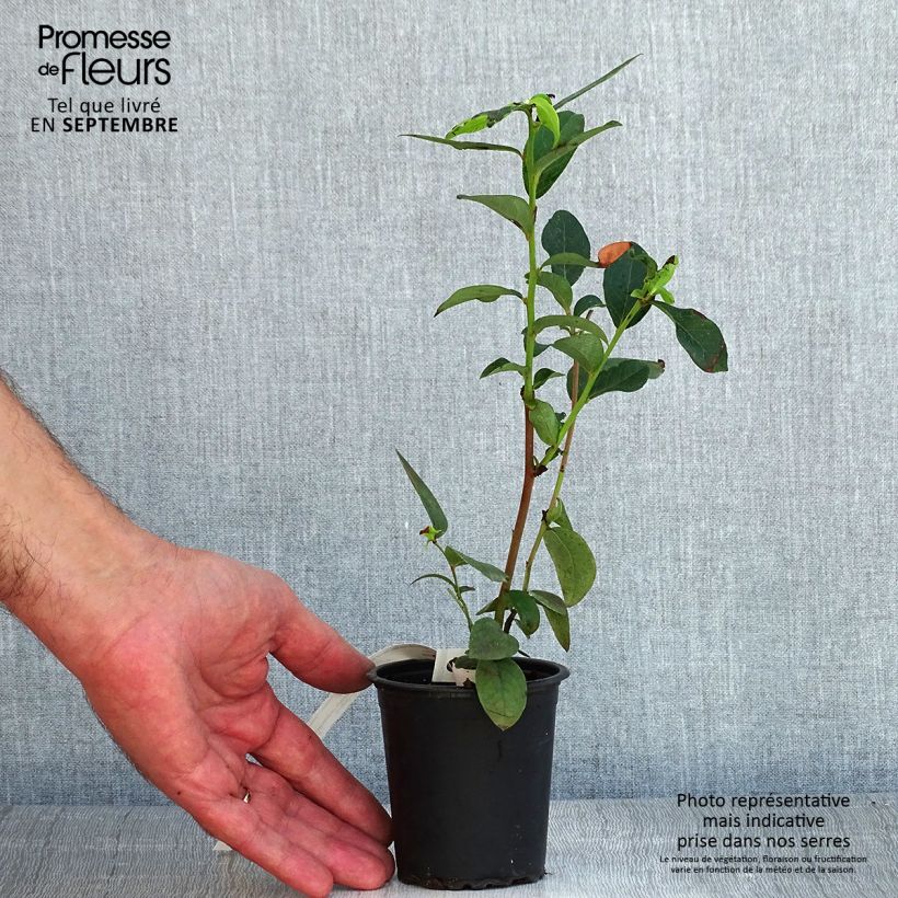 Spécimen de Myrtillier Patriot - Vaccinum corymbosum Godet de 8/9 cm tel que livré en été