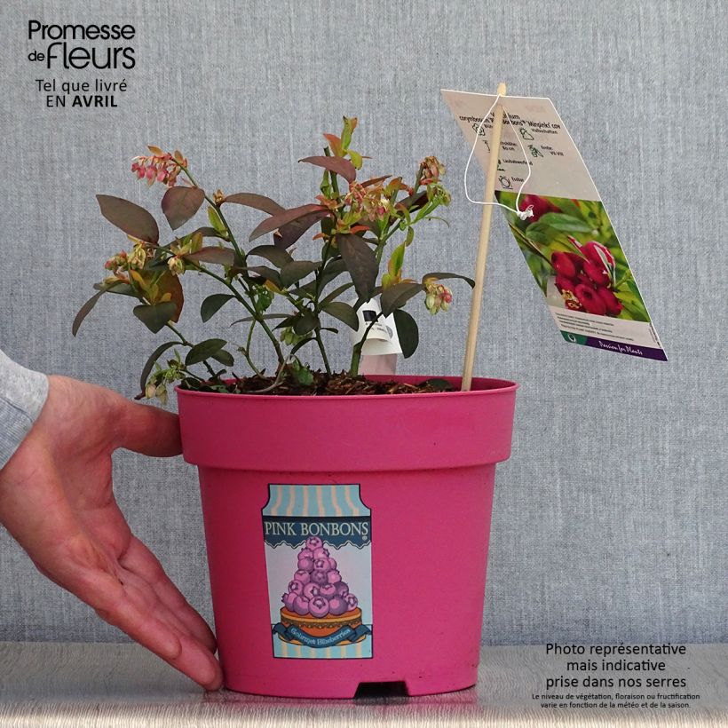 Spécimen de Myrtillier Pink Bonbons - Vaccinium corymbosum  Pot de 3L tel que livré au printemps