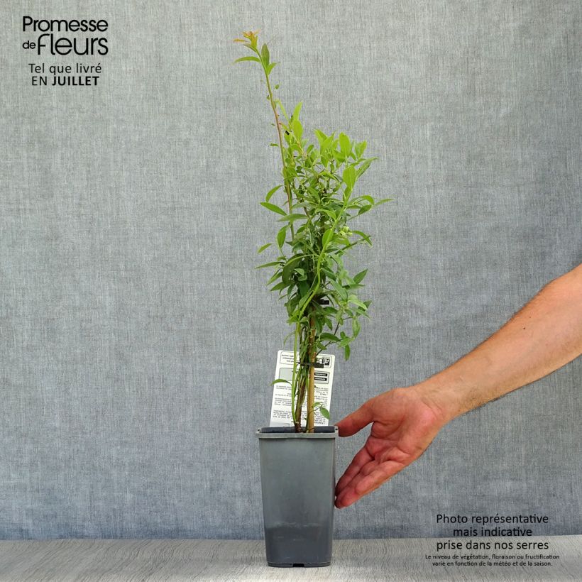 Spécimen de Myrtillier Pink Lemonade BIO Pot de 1,5L/2L, Buisson tel que livré en été