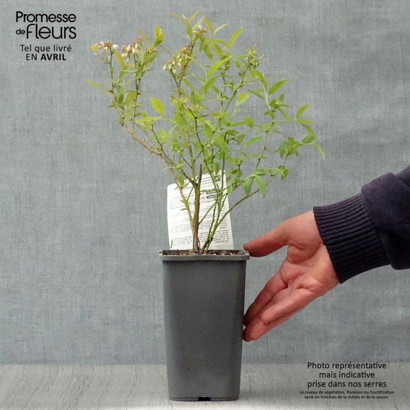 Spécimen de Myrtillier Pink Lemonade BIO Pot de 1,5L tel que livré au printemps