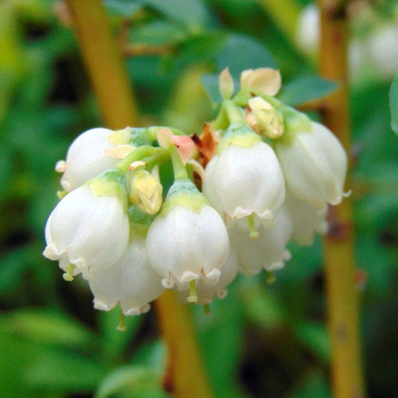 Myrtillier Pink Lemonade - Myrtille rose (Floraison)