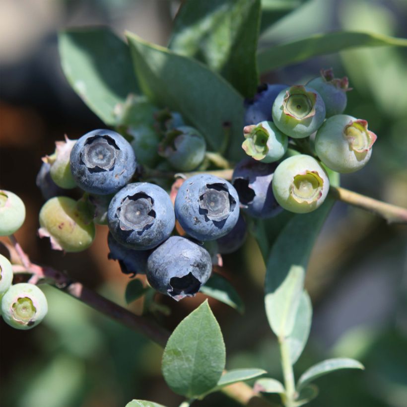 Myrtillier Powder Blue - Vaccinium ashei (Récolte)