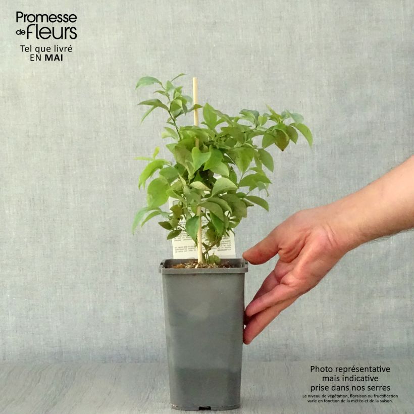 Spécimen de Myrtillier Powder Blue Bio Pot de 1L/1,5L tel que livré au printemps