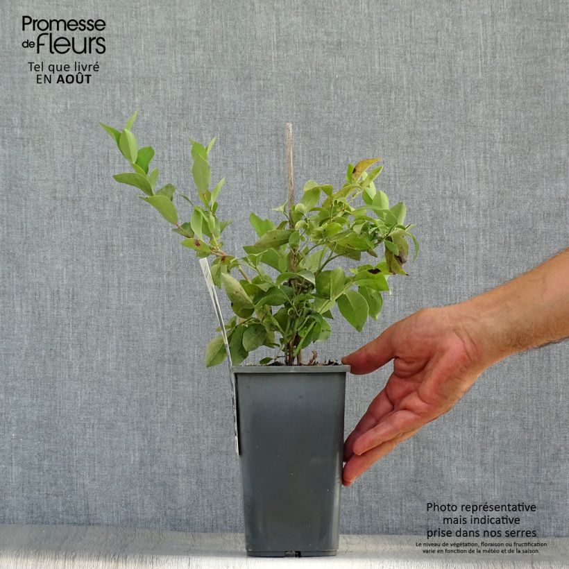 Spécimen de Myrtillier Powder Blue Bio Pot de 1L/1,5L, Buisson tel que livré en été