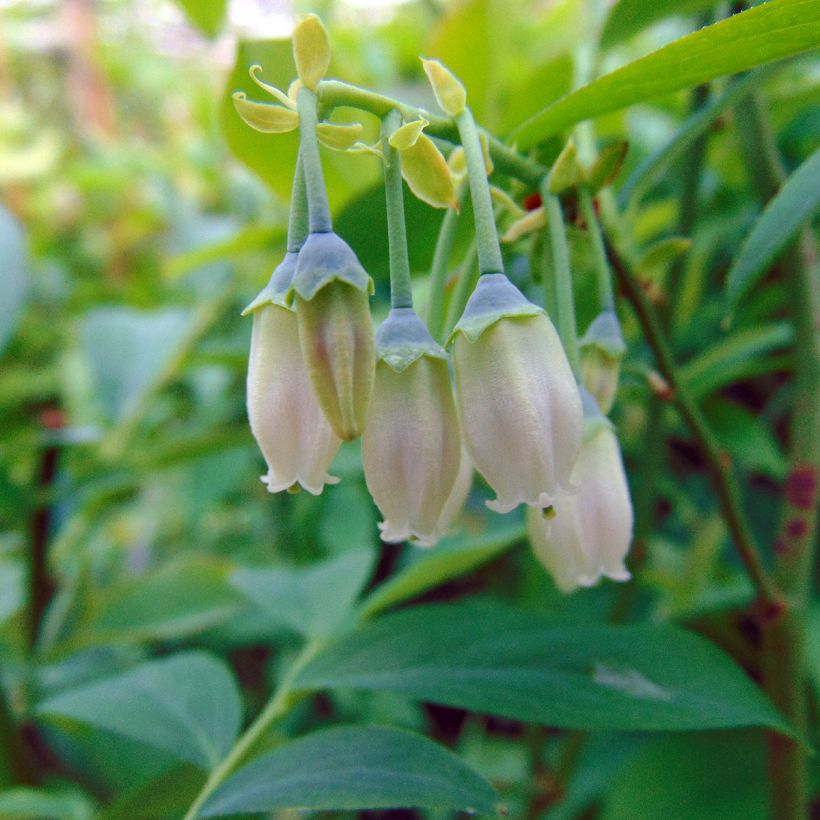 Myrtillier Powder Blue - Vaccinium ashei (Floraison)