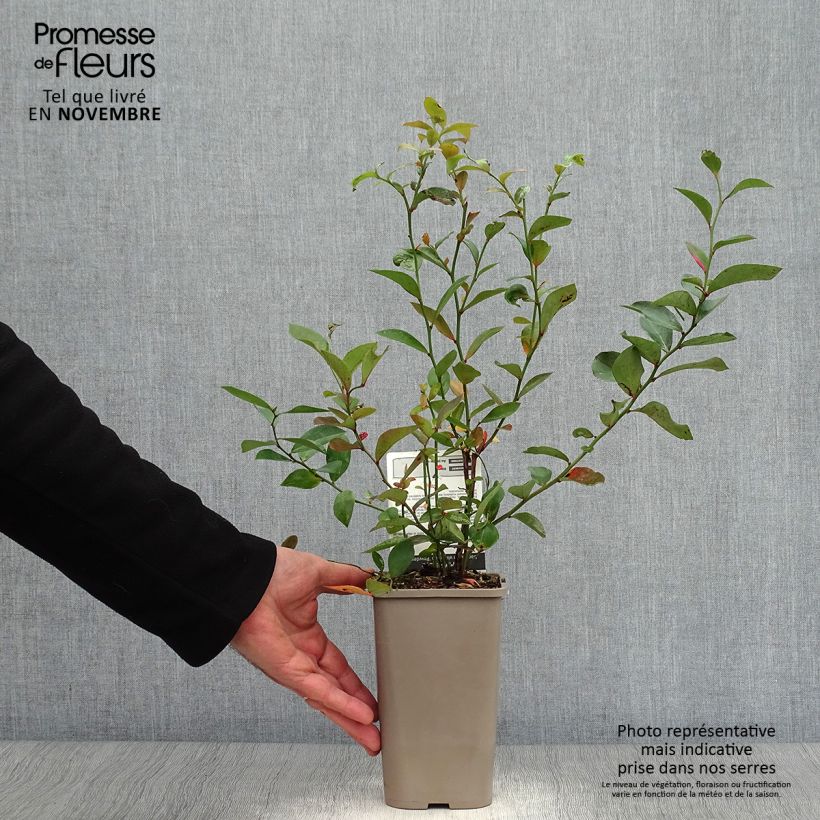 Spécimen de Myrtillier Powder Blue - Vaccinium ashei Pot de 1,5L/2L, Buisson tel que livré en automne