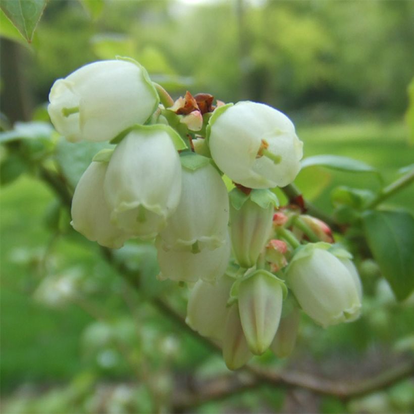 Myrtillier Reka - Vaccinium corymbosum (Floraison)