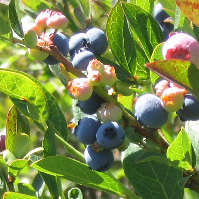 Myrtillier Reka - Vaccinium corymbosum (Récolte)