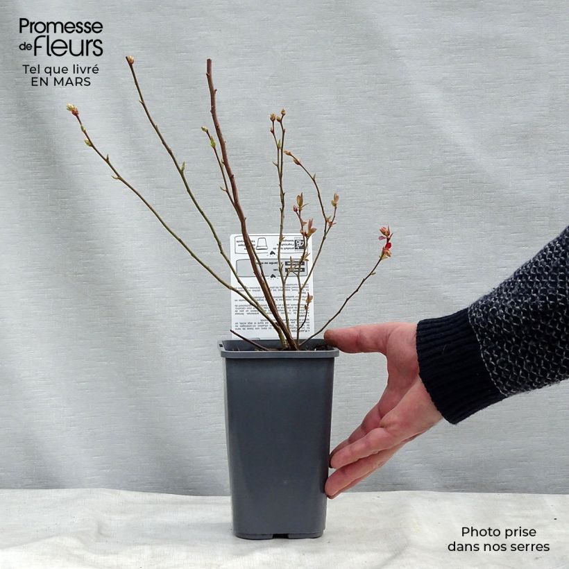 Spécimen de Myrtillier Reka Bio Pot de 1,5L tel que livré au printemps