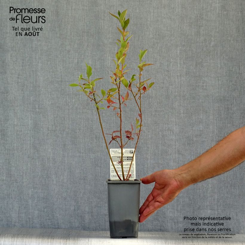 Spécimen de Myrtillier Reka Bio Pot de 1,5L/2L, Buisson tel que livré en été