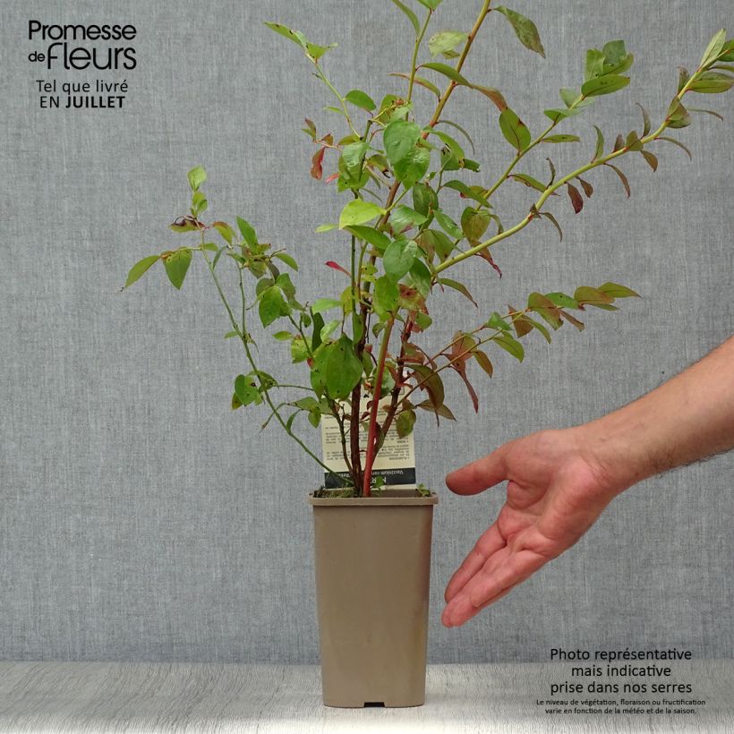 Spécimen de Myrtillier Reka - Vaccinium corymbosum Pot de 1,5L/2L, Buisson tel que livré en été