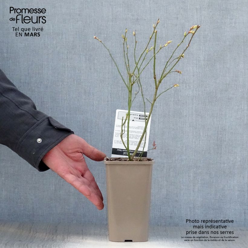 Spécimen de Myrtillier Reka - Vaccinium corymbosum Pot de 1,5L tel que livré au printemps