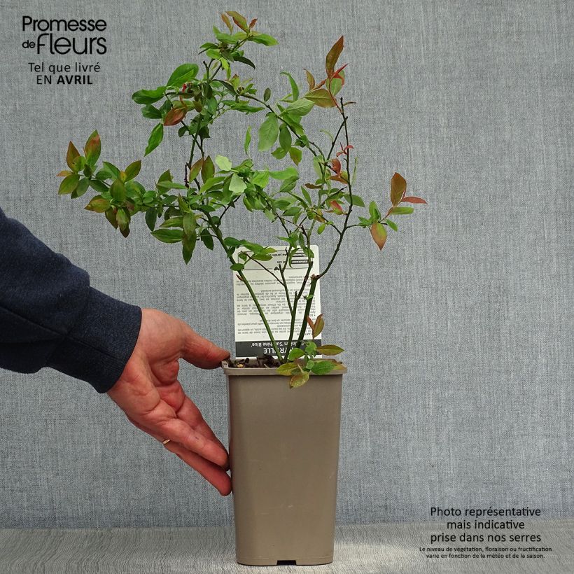 Spécimen de Myrtillier Sunshine Blue - Vaccinum corymbosum Pot de 13 cm tel que livré au printemps