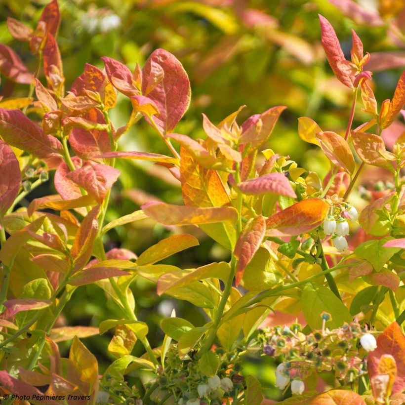 Myrtillier Yello!Berryblue - Vaccinium corymbosum (Feuillage)