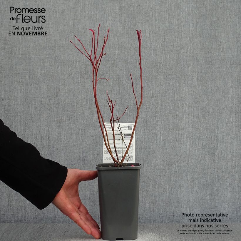 Spécimen de Myrtillier d’Amérique Patriot Bio tel que livré en automne