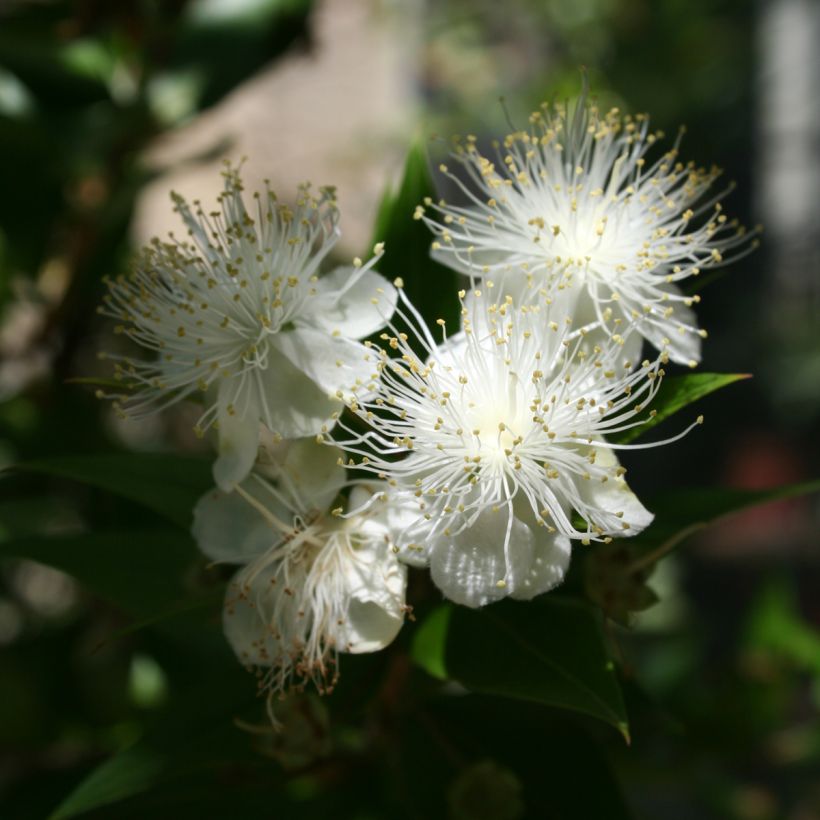 Myrtus communis - Myrte commun (Floraison)